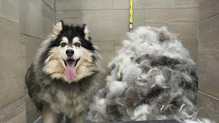 Husky dog EXTREME Grooming Makeover: 6 Hour Transformation! 