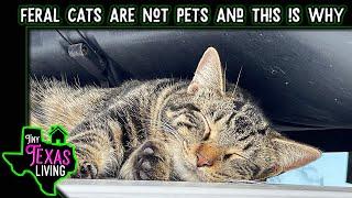 Feral Cats Are NOT Pets And This Is Why | The Sad Truth About My Tiny Home Furry Friends