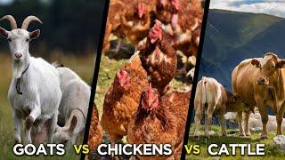 Chickens Vs Goats Vs Cattle | Which is more Profitable?