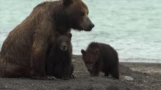 «Медведи Камчатки  Начало жизни». 13 октября в 19:20 (Президиум РАН)