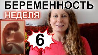 6 НЕДЕЛЬ - БЕРЕМЕННОСТЬ ПО НЕДЕЛЯМ. НАЧАЛО ТОКСИКОЗА