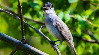 Eurasian blackcap (Sylvia atricapilla) - Male singing his beautiful bird song ⁴ᵏ ᵁˡᵗʳᵃ ᴴᴰ