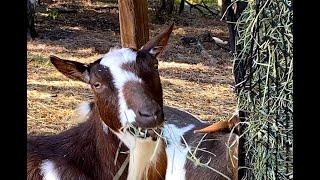 What Should I Feed My Goats? The 5 Essentials for Feeding Nigerian Dwarf Goats
