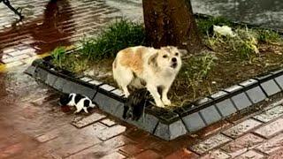 Mother dog cried aloud in the rain, helplessly watching her newborn puppies become wet and cold