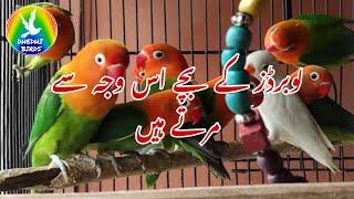 LoveBirds K Bache Kyun Marte hain in Urdu/Hindi | Dhedhi Birds