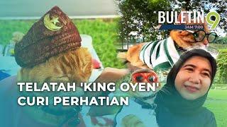 King Oyen, Kucing Berpendapatan Empat Angka Sebulan