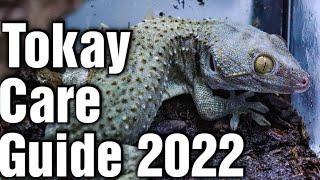 Tokay Gecko Care In 5 Easy Steps [Tokay Gecko Care Guide 2022]