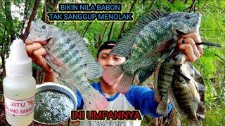 ESSEN JITU WALANG SANGIT || ESSEN CAMPURAN LUMUT || UMPAN JITU MANCING NILA