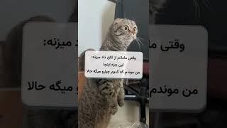 وقتی مامانم موچم رو میگیره. #funny #cat #خنده