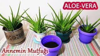 Aloe Vera Bitkisi Nasıl Yetiştirilir ve Çoğaltılır?