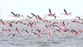 Birding, Vogelbeobachtung an der Lagune bei Walvis Bay in Namibia