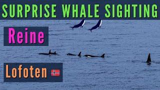 Surprise Whale (Orca) Sighting off the Reine Coast, Lofoten, Norway