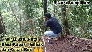 Murai Batu Hutan Volume Dan Isiannya Mantulllll 