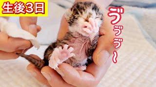 鼻からミルクを出して苦しむ生後３日の赤ちゃん子猫。【保護猫】