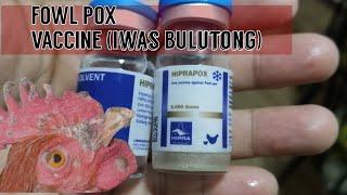 Vaccination Of FOWL POX /Prevention of fowl pox(Iwas Bulutong)