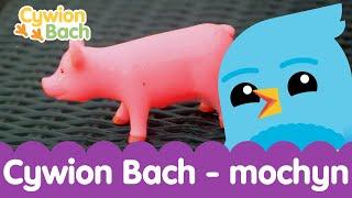 Cywion Bach - Mochyn  | Nursery Rhymes Welsh children's learning fun