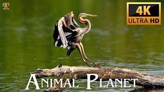 Animal Planet 4K UHD Videos