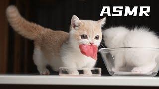 Kitten Eating Tunas ASMR