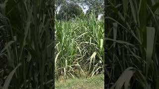 New variety kon si h￼ command, Kar Ke Batao #sugercane #shorts