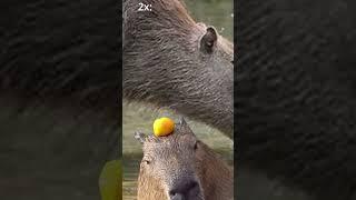 Capybara at different speeds