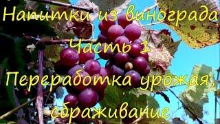 Напитки из винограда. Переработка урожая, сбраживание.