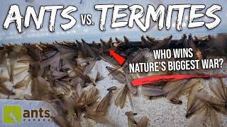 ANTS vs. TERMITES | I Filmed Nature's Biggest War In My Yard