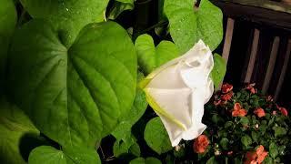 Moon Flower Opening - time lapse