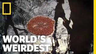 Fire Ants Make Living Raft | World's Weirdest