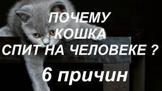 Почему кошки спят на человеке? 6 причин...Приметы про кошек.