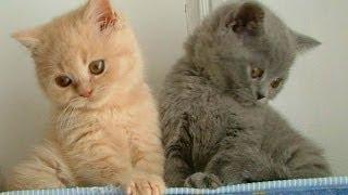 Animal Planet  :  Cats 101 ~ British Shorthair