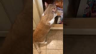 Funny orange fat cat caught trying to get bread loaf