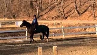 Stormy- large pony for sale