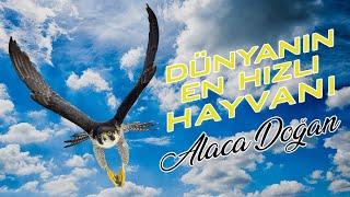 Gökdoğan, Alaca Doğan ya da Bayağı Doğan Kuşu! Dünyanın En Hızlı Hayvanı!