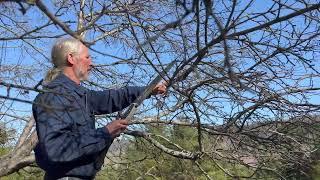 Renovating Old Apple Trees: Grafting New Varieties & Pruning for Tree Health