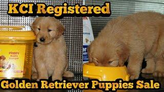 Golden Retriver Puppy  || Golden Retriver Puppy Sale || KCI Registered Puppy For Sale ||