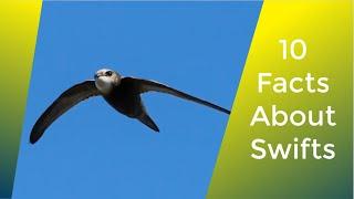 10 Facts About Swifts