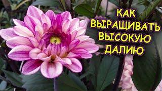 Георгины уход и выращивание. Как подвязать высокорослые георгины. Далия уход и выращивание.