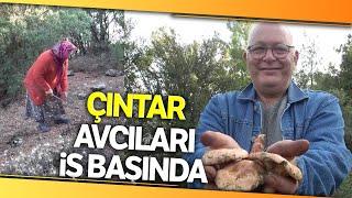 Çıntar Mantarı Avcıları İş Başında