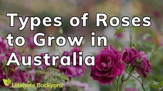 Types of Roses to Grow in Australia