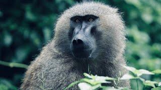 5 Fun Facts About The Olive Baboon