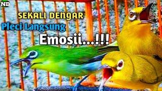 Suara Burung Pleci Gacor Buka Paruh, Bongkar isian Memancing semua Pleci Jadi Gacor