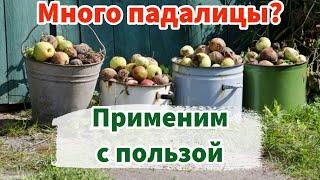 Что делать с падалицей от яблок, груш и других плодовых деревьев? Всё пойдет в дело