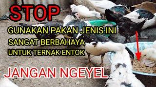 Stop ! Jangan gunakan jenis pakan alternatif ini sebelum di proses || berakibat fatal bagi entok