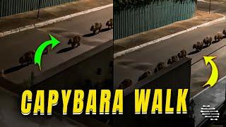 Person on Balcony Filming a Line of Capybara Walking Down the Street