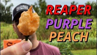 Reaper Purple Peach | Pepper Review