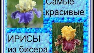 Irises. Самые красивые ирисы из бисера.