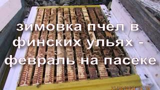 пчелы в ульях ППС ( финские улья ) , в феврале при зимовке на воле