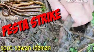 Ngurek Belut di Sawah Idaman dijamin Pesta Strike| edisi tangan pegal|