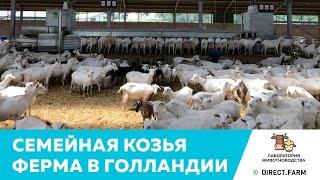 Высокотехнологичная семейная козья ферма