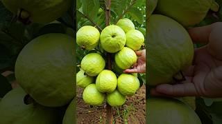 Grow Guava Tree Faster with These Simple Tips! #guava #fruittree